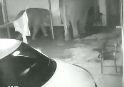 खाने की तलाश में घर में घुस गया हाथी और उसका बच्चा, फिर दिखा हैरान करने वाला नजारा